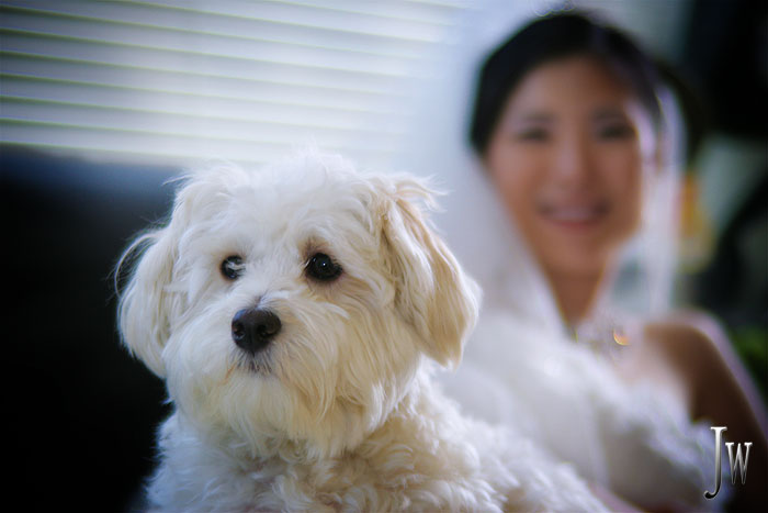 Jackie - Amber's dog.