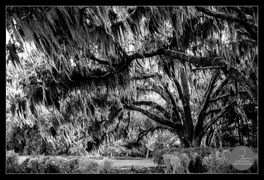Bella Collina's Willow Tree