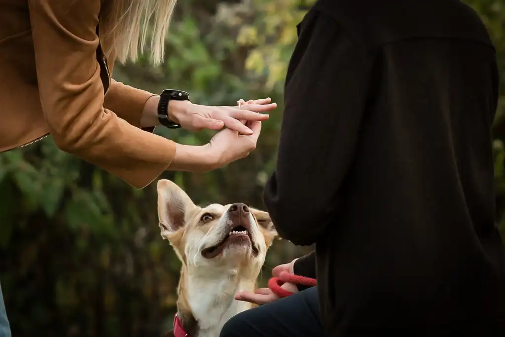 The beautiful reactions of a fall sunset engagement proposal in the Upper West Side in Central Park. 